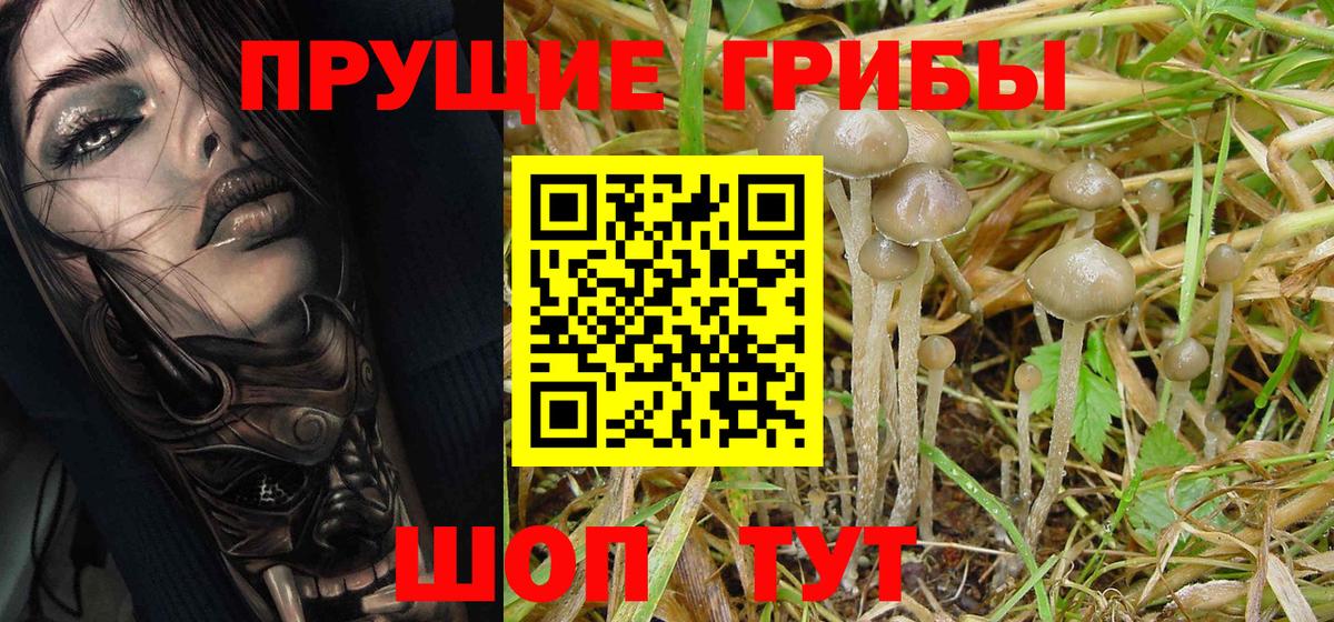 Каспийск  Псилоцибиновые грибы Psilocybine cubensis  Вход с VPN 